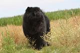 CHOW CHOW 091
